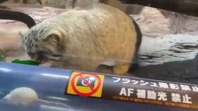 俄罗斯网红抖音吃瓜,揭秘网红圈幕后故事